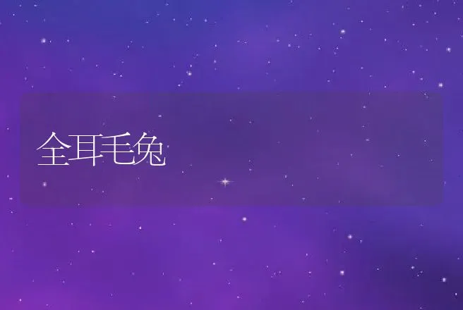 全耳毛兔 | 动物养殖