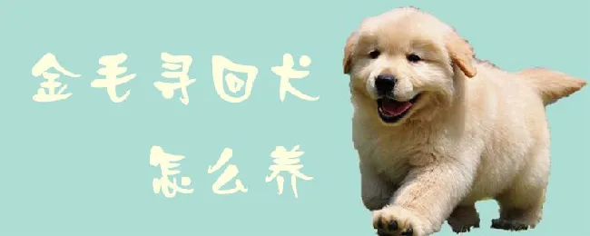 金毛寻回犬怎么养 | 宠物病虫害防治