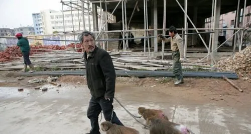 街头耍猴人 | 另类宠物图片