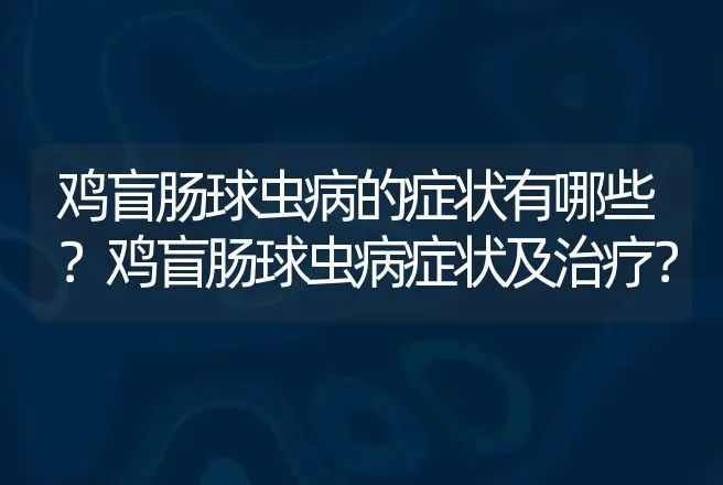 鸡盲肠球虫病的症状有哪些？鸡盲肠球虫病症状及治疗？ | 兽医知识大全