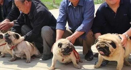 【狗狗打疫苗注意事项】八哥犬打几针疫苗？ | 宠物狗病虫害防治