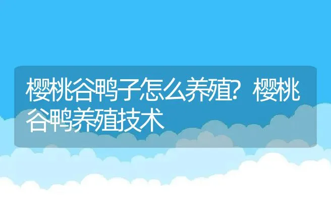 樱桃谷鸭子怎么养殖?樱桃谷鸭养殖技术 | 家禽养殖