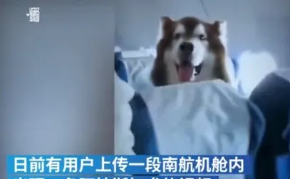 南航飞机上惊险一只阿拉斯加，南航回复是辅助犬 | 宠物新闻资讯