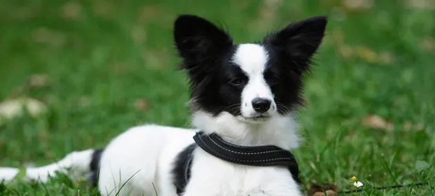 最小型犬有哪些_小型犬智商排名 | 宠物新闻资讯