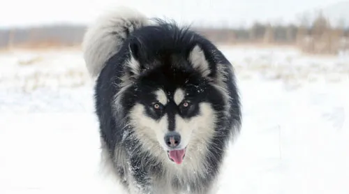 阿拉斯加雪橇犬和哈士奇的区别 | 宠物狗病虫害防治