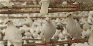 养鸽日记饲养管理之——新购种鸽的饲养管理2 | 鸽子养殖技术