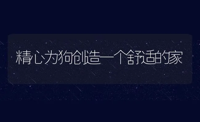 精心为狗创造一个舒适的家 | 宠物病虫害