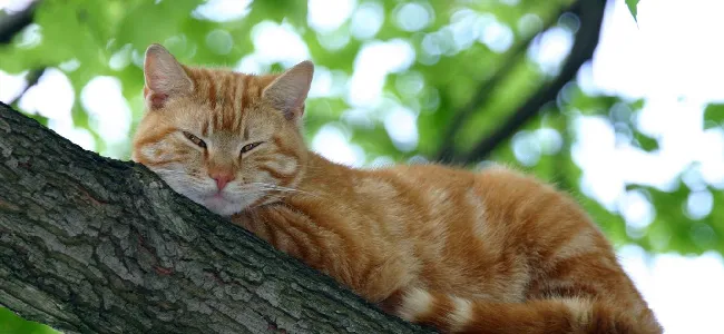 收养流浪猫要注意些什么？流浪猫要怎么处理？ | 宠物猫饲养