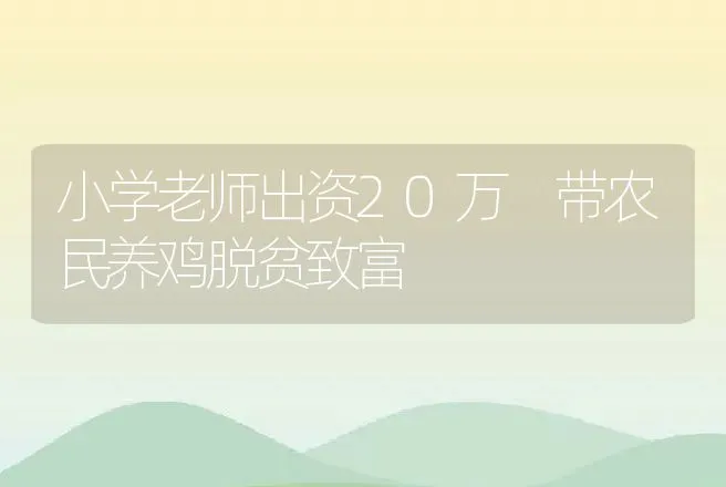 小学老师出资20万 带农民养鸡脱贫致富 | 养殖致富