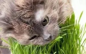 注意啦！猫草和猫薄荷不是同一种东西哦~ | 宠物猫饲养