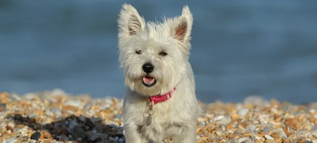 最小型犬有哪些_小型犬智商排名 | 宠物新闻资讯