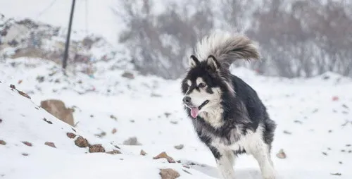 阿拉斯加吃什么牌子的狗粮好 阿拉斯加犬狗粮选择推荐 | 宠物病虫害防治