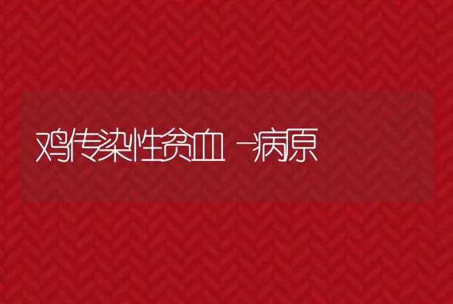 鸡传染性贫血―病原 | 动物养殖