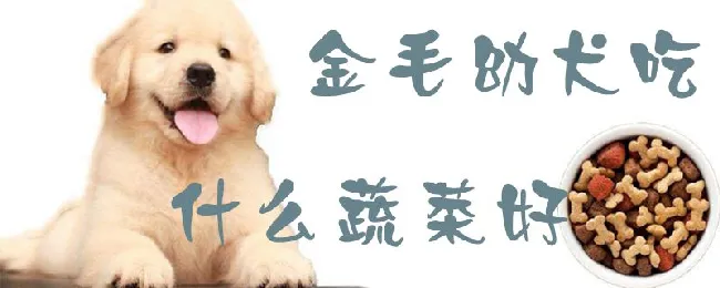 金毛幼犬吃什么蔬菜好 | 宠物病虫害防治