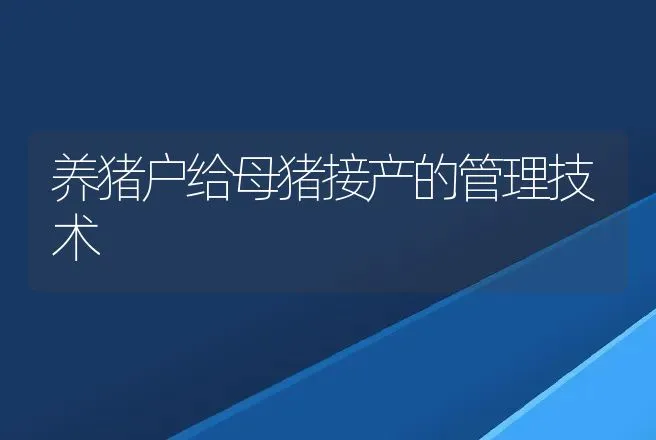 养猪户给母猪接产的管理技术 | 动物养殖