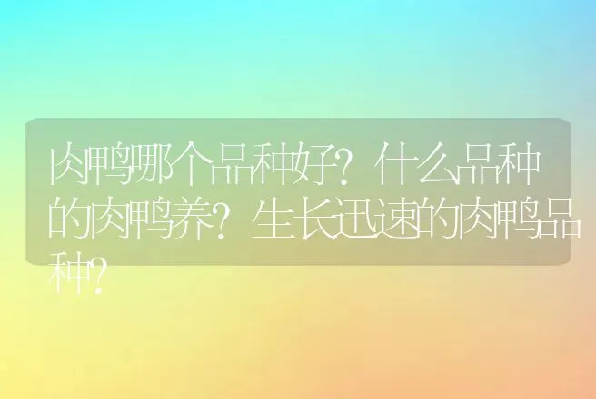 肉鸭哪个品种好？什么品种的肉鸭养？生长迅速的肉鸭品种？ | 动物养殖