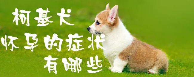 柯基犬怀孕的症状有哪些 | 宠物病虫害防治