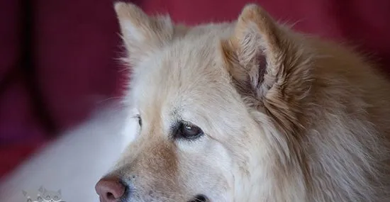 芬兰拉普猎犬怎么剪指甲 芬兰拉普猎犬剪指甲步骤 | 宠物病虫害防治