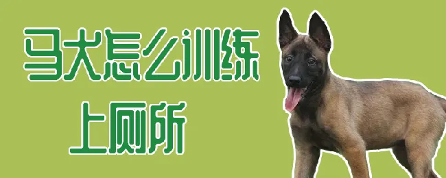 马犬怎么训练上厕所 | 宠物训练技巧