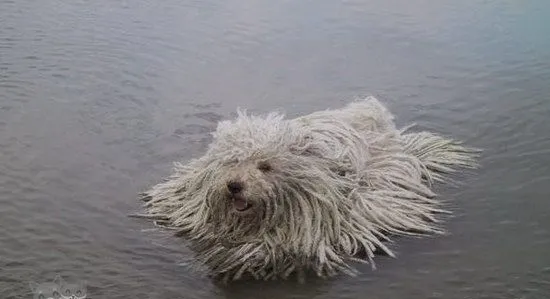 波利犬怎么驱虫 波利犬驱虫方法 | 宠物病虫害防治