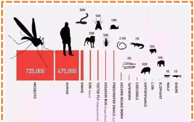 驱蚊产品会害死猫猫?真相是这样的~ | 宠物猫病虫害防治