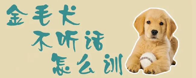 金毛犬不听话怎么训 | 宠物训练技巧