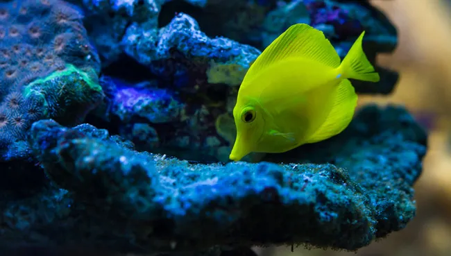 【观赏鱼图片】海水观赏鱼高清图片 | 水族宠物图片