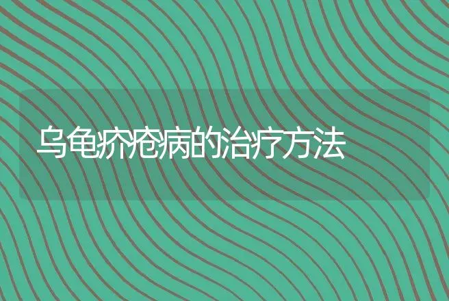 乌龟疥疮病的治疗方法 | 兽医知识大全