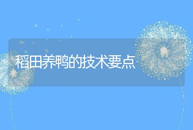 稻田养鸭的技术要点 | 家禽养殖