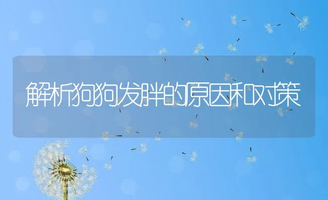 解析狗狗发胖的原因和对策 | 宠物猫