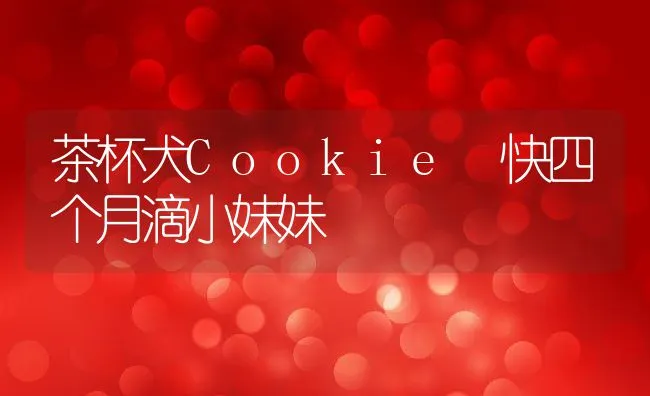 茶杯犬Cookie 快四个月滴小妹妹 | 宠物趣闻