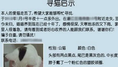 猫咪走丢怎么办 | 宠物百科知识