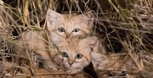 沙丘猫 全世界最小的猫品种 | 宠物百科知识