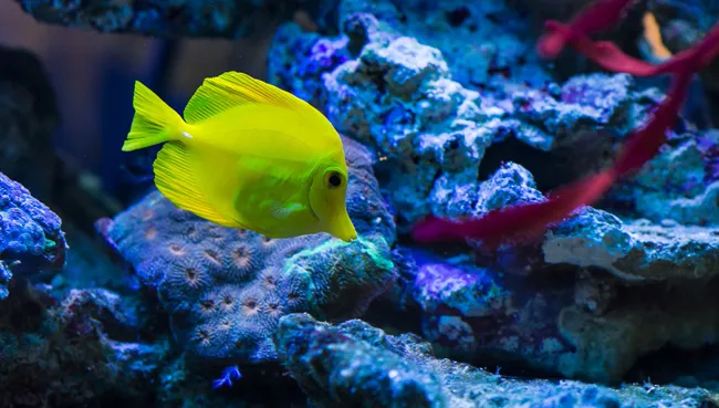 【观赏鱼图片】海水观赏鱼高清图片 | 水族宠物图片