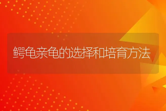 鳄龟亲龟的选择和培育方法 | 动物养殖