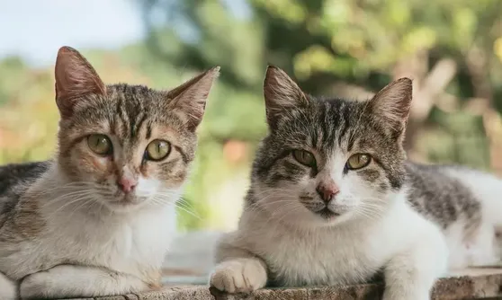 当猫咪开始乱拉乱尿，可能是这些问题所致 | 宠物猫饲养