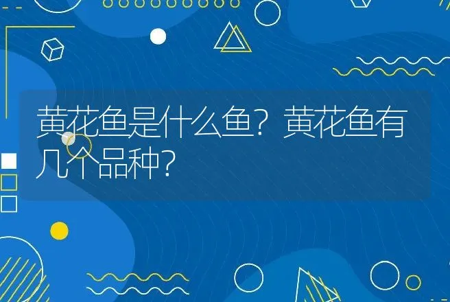 黄花鱼是什么鱼？黄花鱼有几个品种？ | 动物养殖