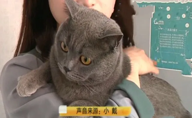 猫咪吃渴望和爱肯拿也差点肾衰！宠物医生教你怎么保养预防 | 宠物百科知识