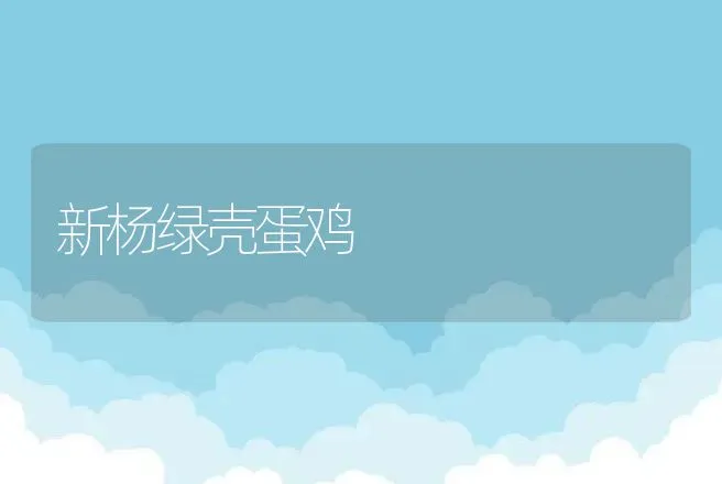 新杨绿壳蛋鸡 | 动物养殖