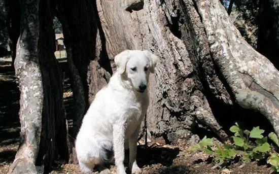 库瓦兹犬不能吃什么 库瓦兹犬禁忌食物介绍 | 宠物病虫害防治