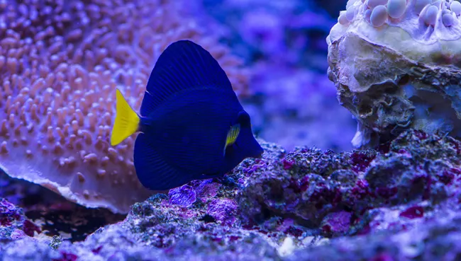 【观赏鱼图片】海水观赏鱼高清图片 | 水族宠物图片