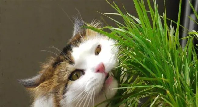 注意啦！猫草和猫薄荷不是同一种东西哦~ | 宠物猫饲养