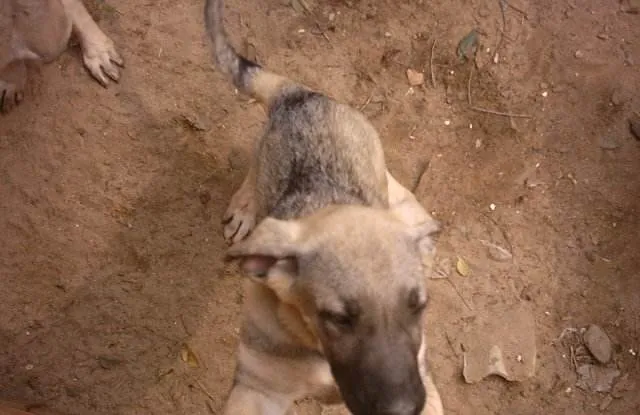 犬饮食习惯的变迁 | 宠物新闻资讯