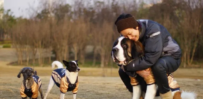 训练圣伯纳犬的最佳时间 | 宠物狗训练技巧