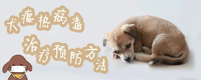 犬瘟热病毒治疗预防方法 | 宠物病虫害防治