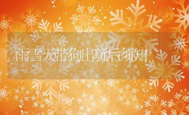 雨雪天带狗出玩后须知 | 宠物猫