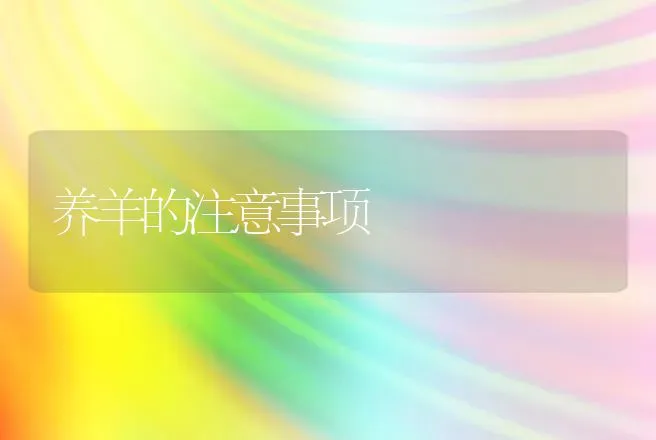 养羊的注意事项 | 动物养殖