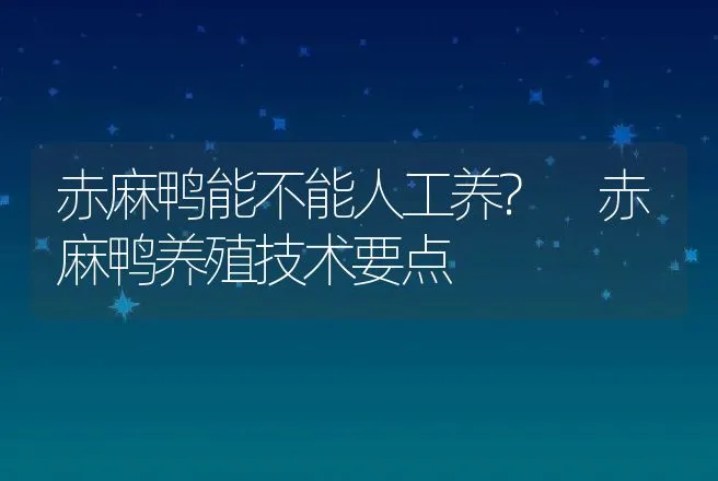 赤麻鸭能不能人工养? 赤麻鸭养殖技术要点 | 家禽养殖