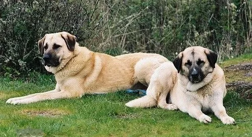 安纳托利亚牧羊犬怎么预防皮肤病 | 宠物病虫害防治