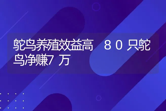 鸵鸟养殖效益高 80只鸵鸟净赚7万 | 养殖致富